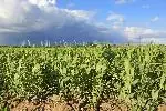 regenerative farming